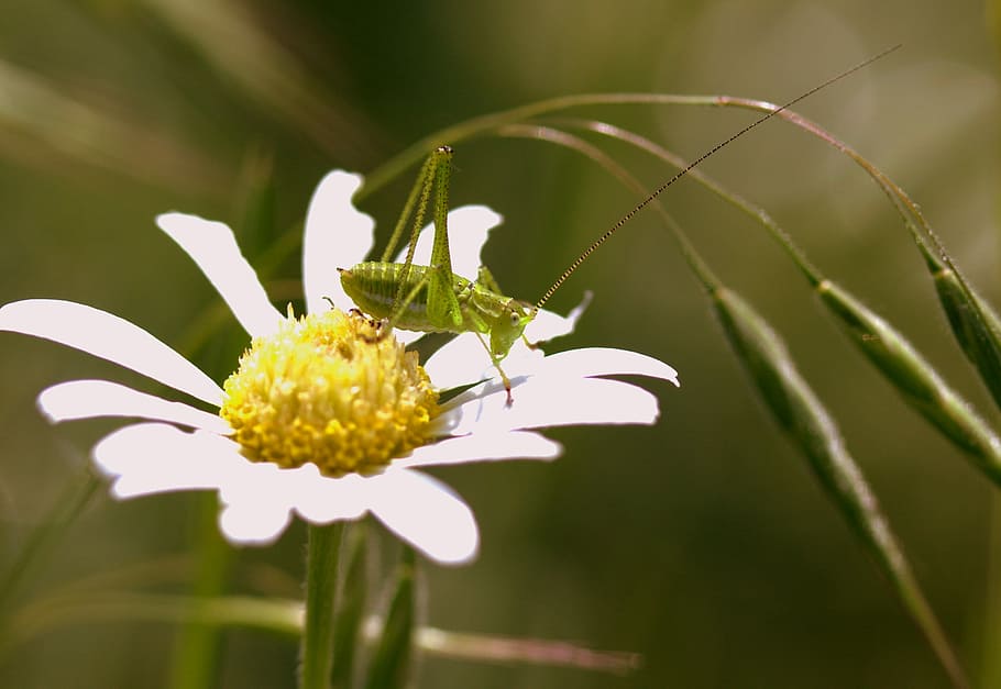 Grasshopper, Flower, Insecta, green, nature, chamomile, fragility HD wallpaper