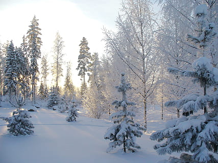 snow covered trees during daytime, winter, forest, winter forest HD wallpaper