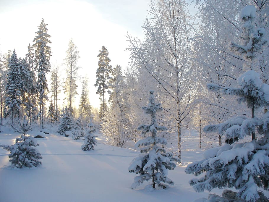 snow covered trees during daytime, winter, forest, winter forest HD wallpaper