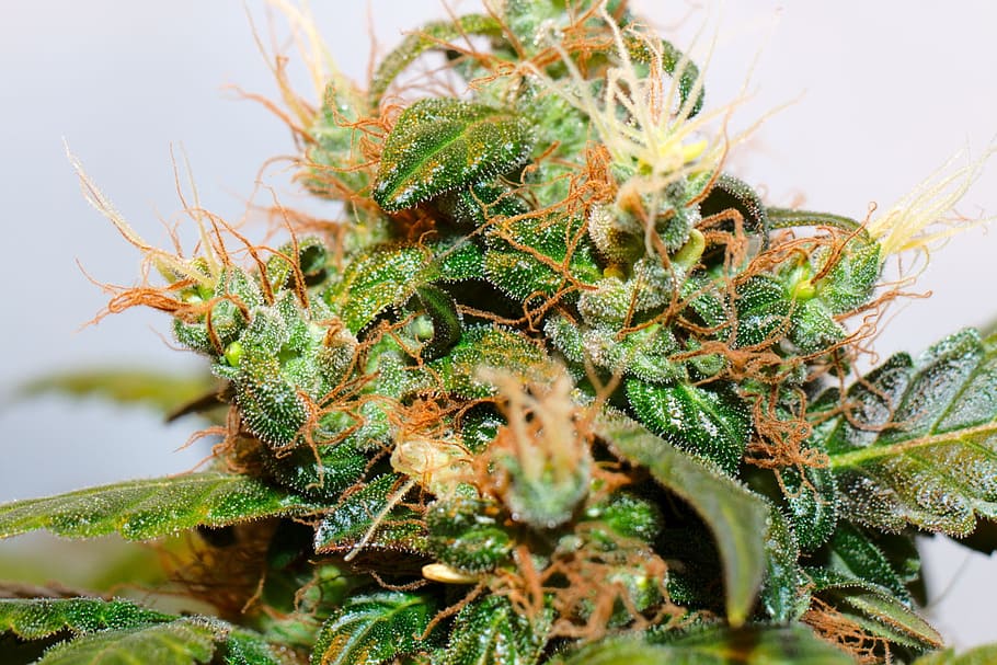 Plant, Hemp, Blossom, Bloom, Cannabis, uruguay, marijuana - herbal cannabis