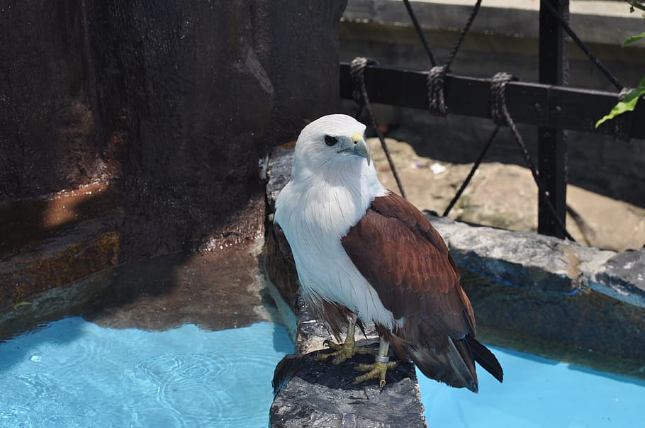 manila ocean park, eagle, standing, animal themes, vertebrate HD wallpaper
