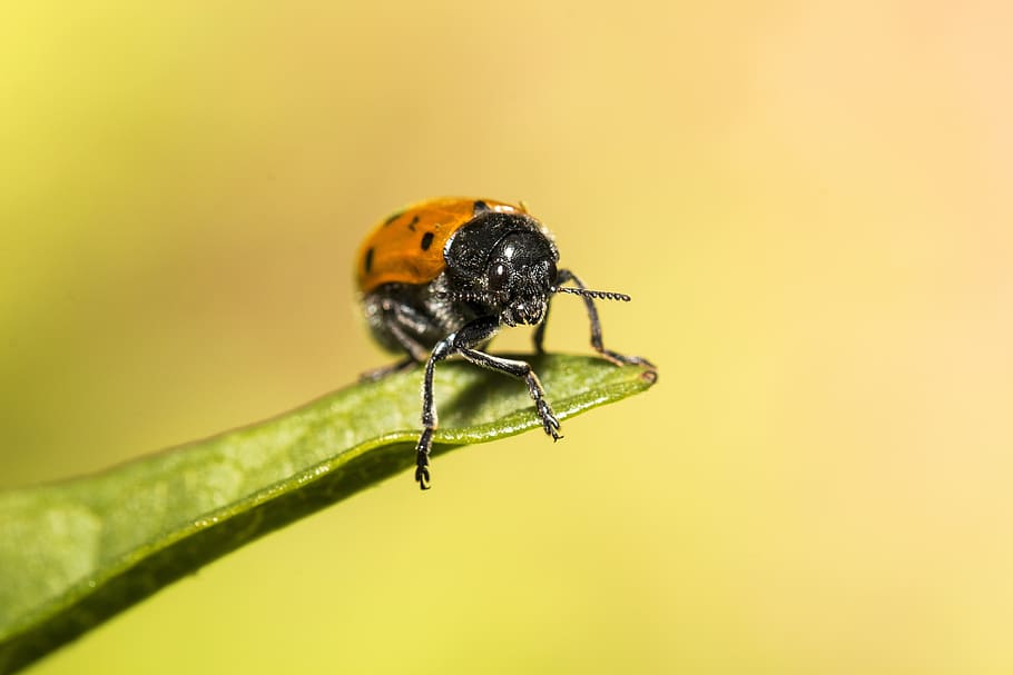 ladybug, nature, colors, macro, insect, invertebrate, animal wildlife HD wallpaper