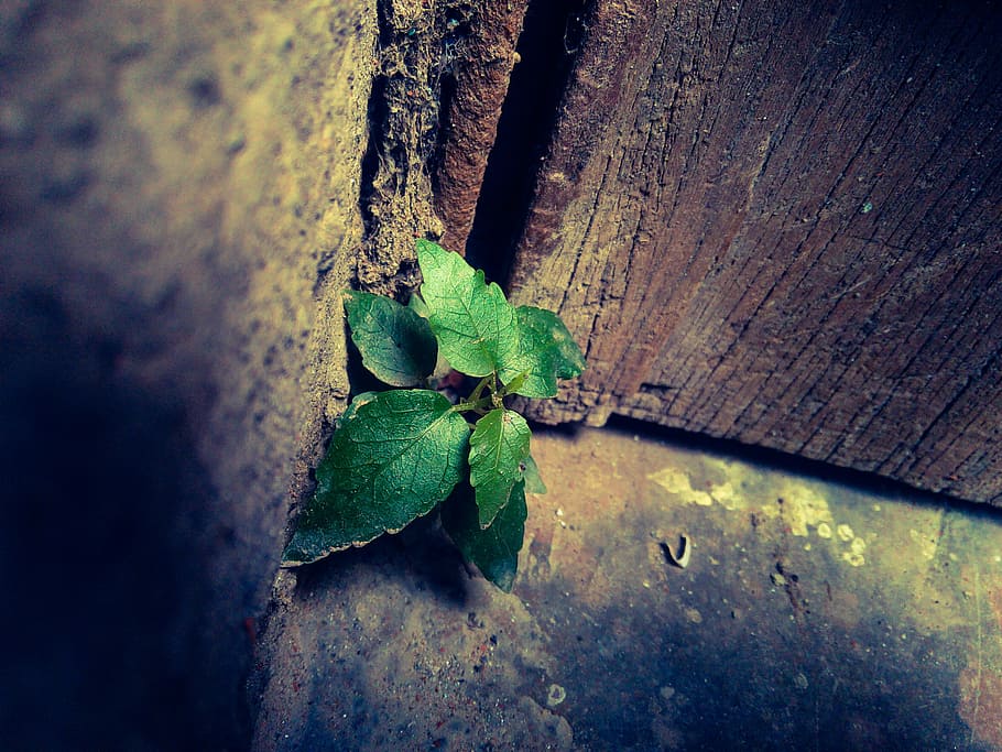 art, blur, dark, dirty, green, leaves, light, plant, texture HD wallpaper