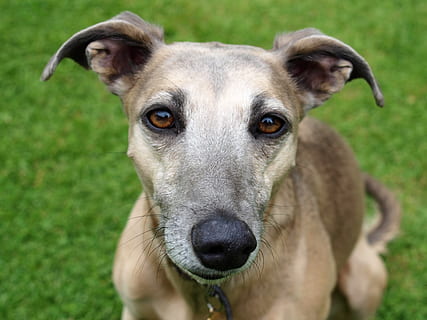adult tan sloughi, dog, greyhound, animal, one animal, canine HD wallpaper