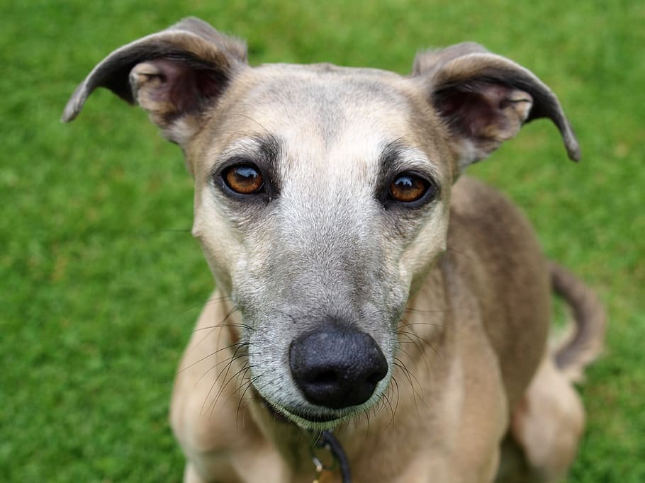 adult tan sloughi, dog, greyhound, animal, one animal, canine HD wallpaper