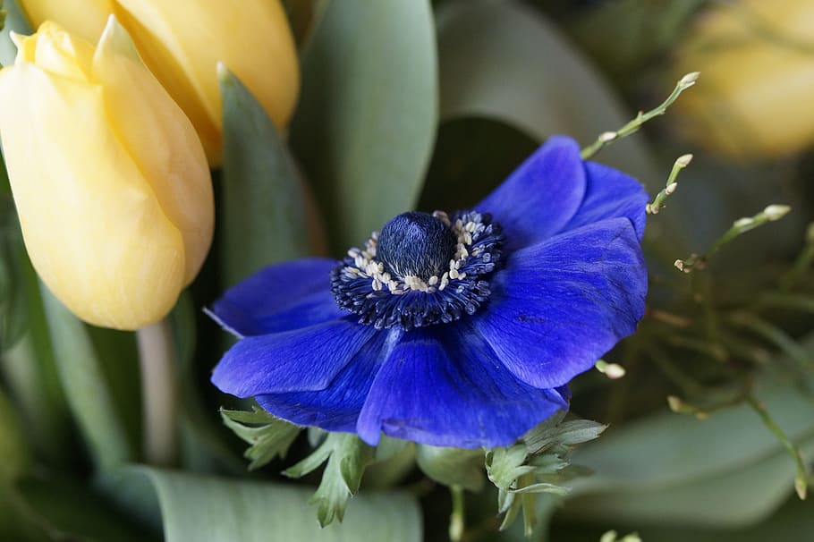 blue anemone flower beside yellow tulips closeup photography HD wallpaper