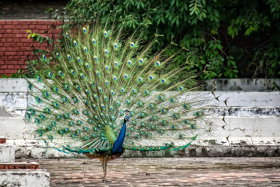 peacock, Bird, Plumage, Feather, peacock feather, exotic, bright