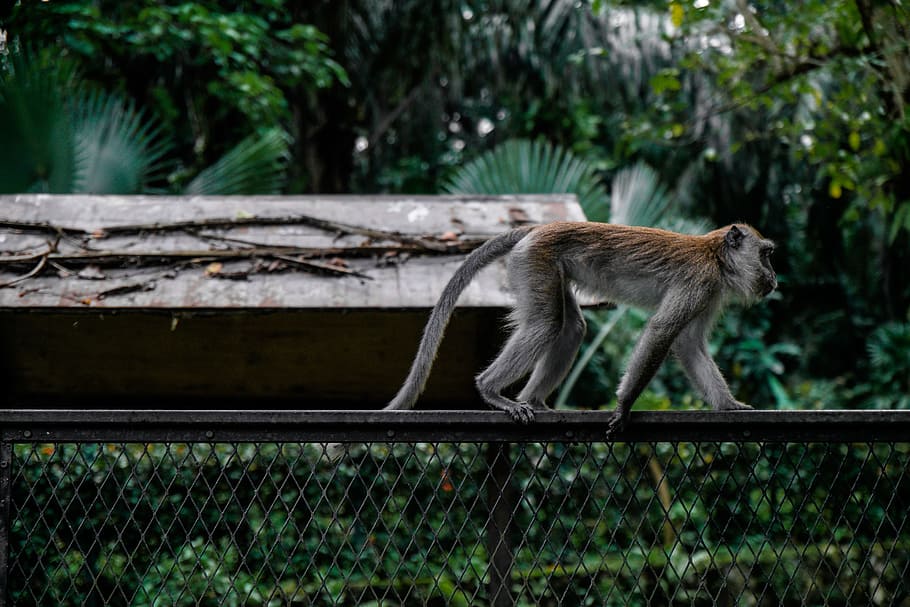 animal, park, zoo, fence, macaque, monkey, primate, wildlife HD wallpaper
