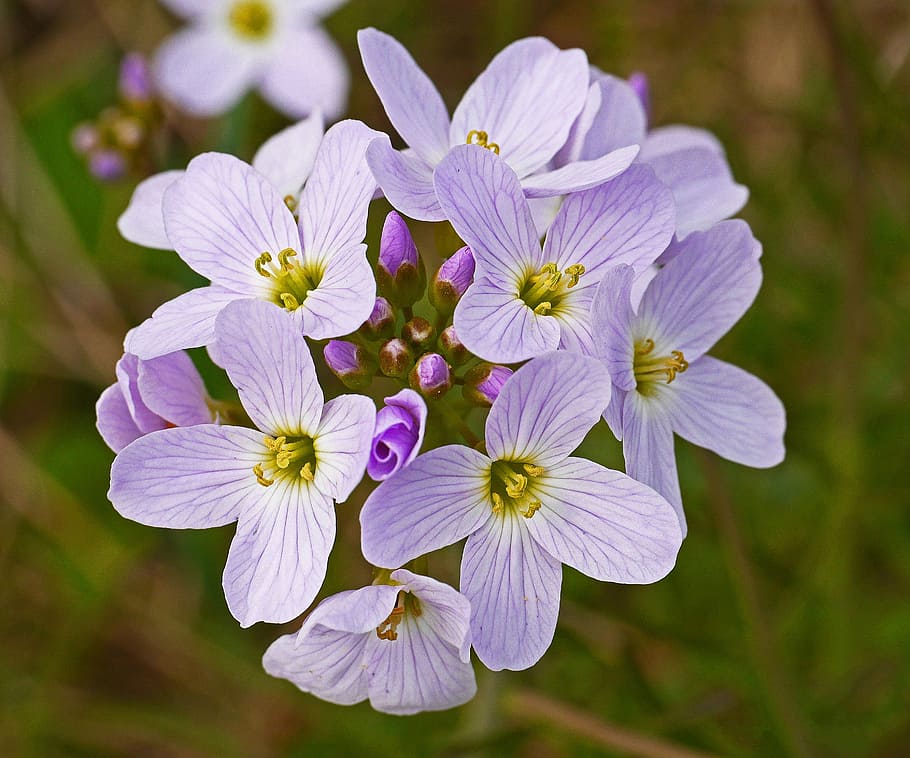 smock, rain field, spring, single flowers, macro, close, violet HD wallpaper