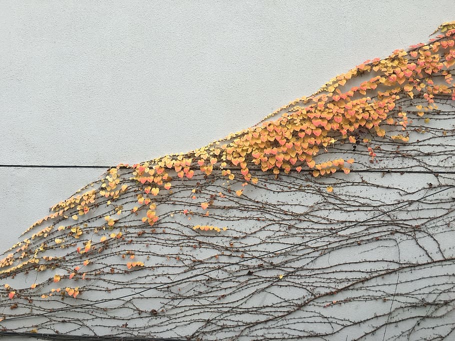 leaf, autumn, white walls, tree, wall - building feature, plant HD wallpaper