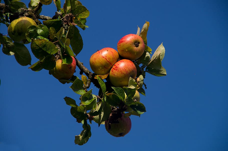 apple, red, close, eat, fruit, ripe, branch, apple tree, frisch HD wallpaper