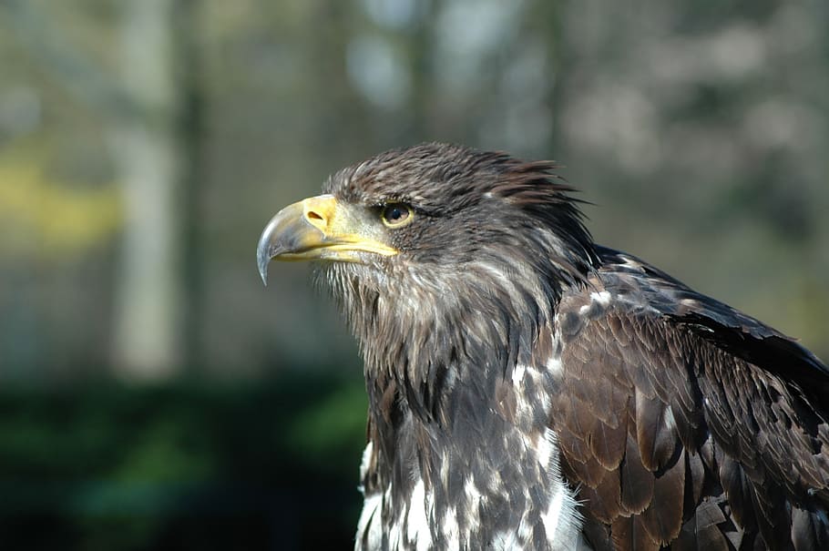 eagle 7, raptor, sitting, bird, animal, bird of prey, animal themes HD wallpaper
