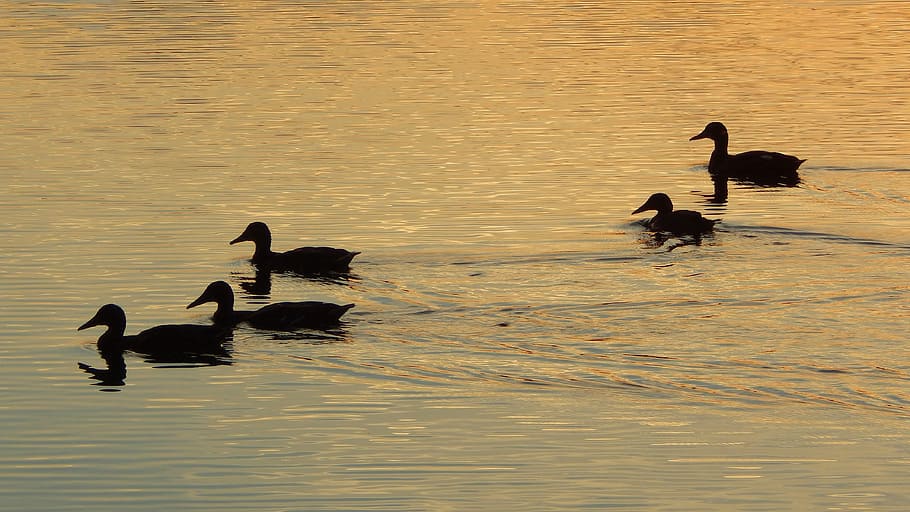 birds, ducks, lake, against day, sunset, silhouette, body of water
