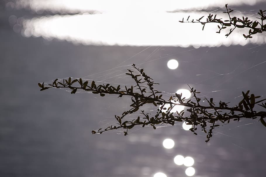 texture, branch, nature, tree, no people, plant, outdoors, beauty in nature HD wallpaper