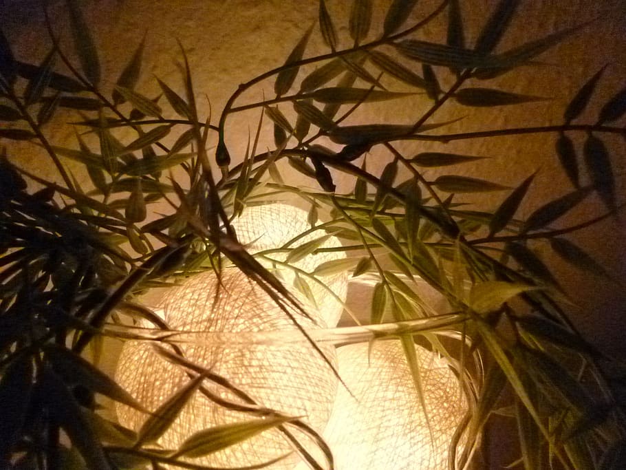 light, decoration, lighting, close-up, plant, no people, indoors HD wallpaper