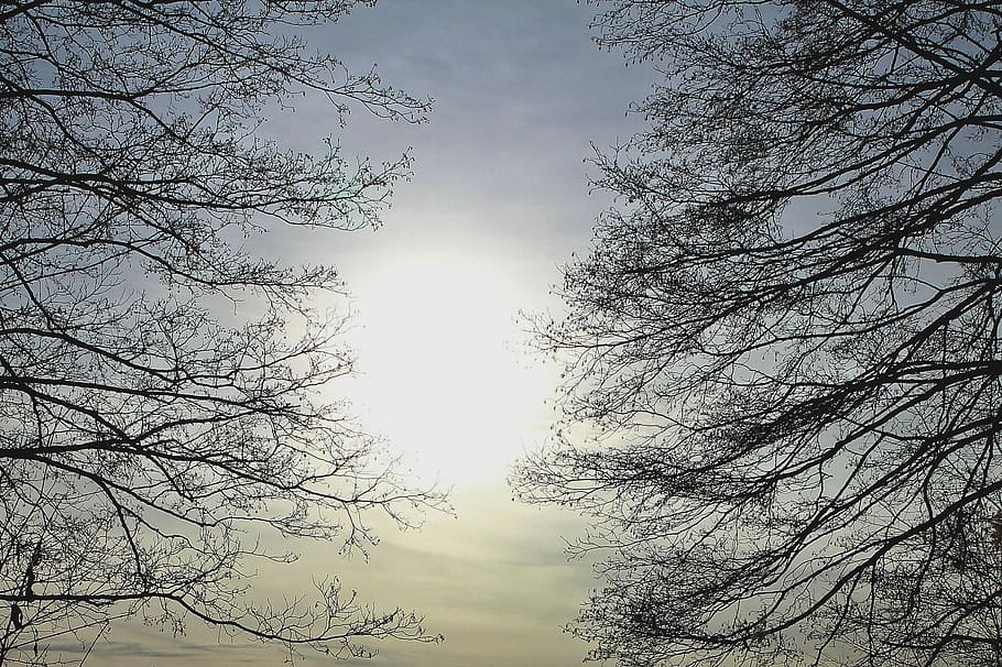 branches, back light, aesthetic, sun, mood, atmosphere, sky HD wallpaper
