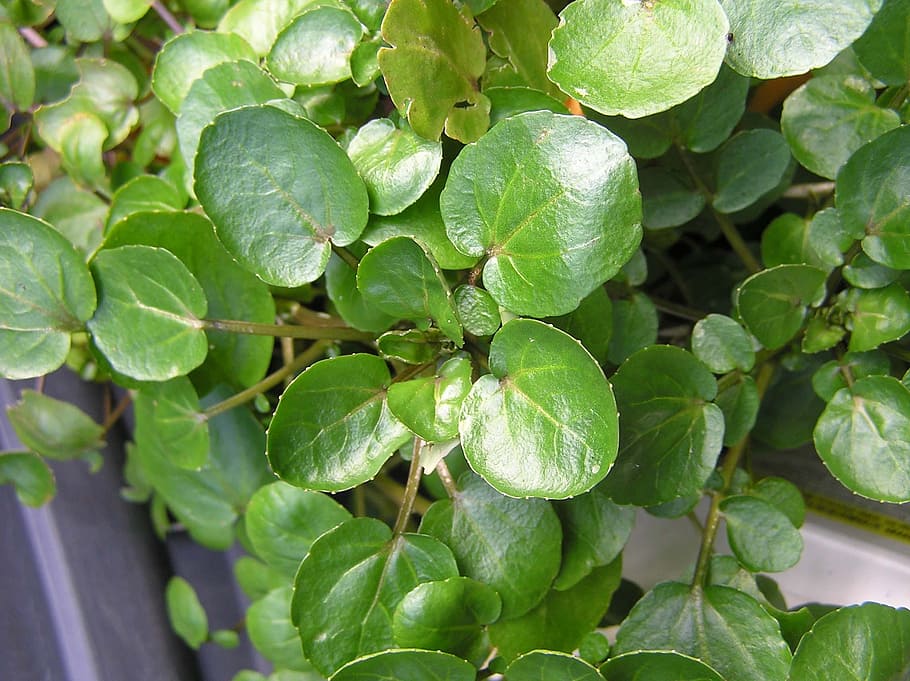 herb, water, cress, leaf, plant part, growth, green color, food and drink HD wallpaper