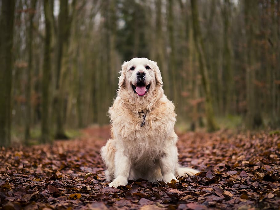 long-coated tan dog standing on brown leaves lot, photo of long-coated white dog HD wallpaper