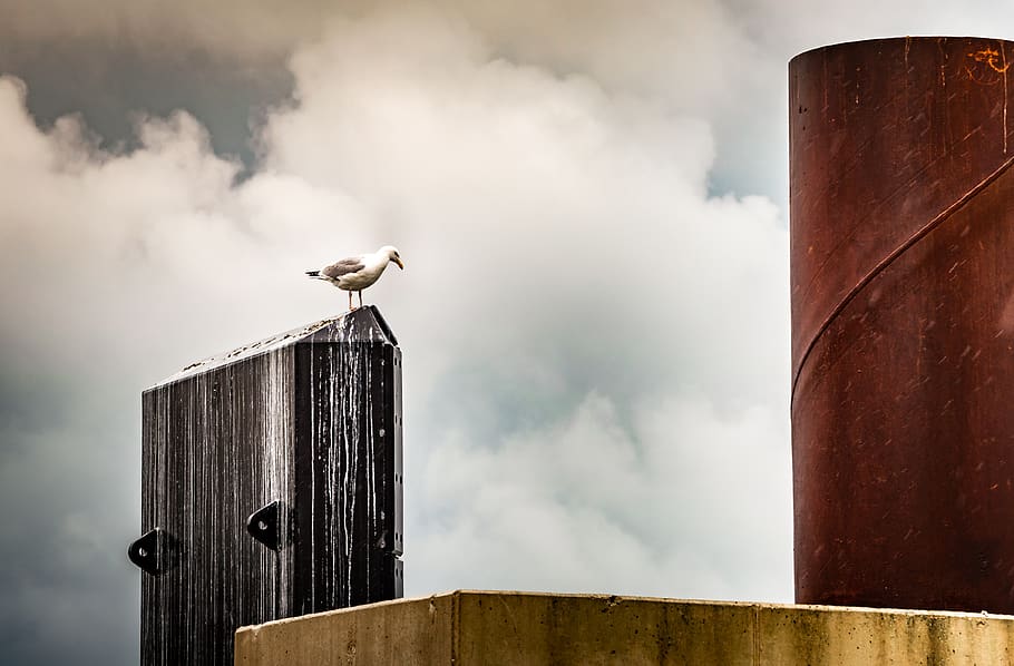 objects, clouds seagull, structure, animal themes, bird, animal wildlife HD wallpaper