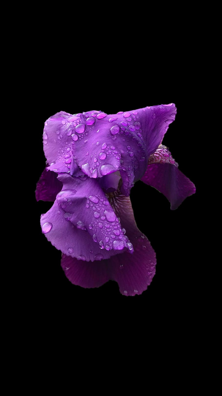 purple flower petals, wallpaper, iris, botanical, blossom, violet HD wallpaper