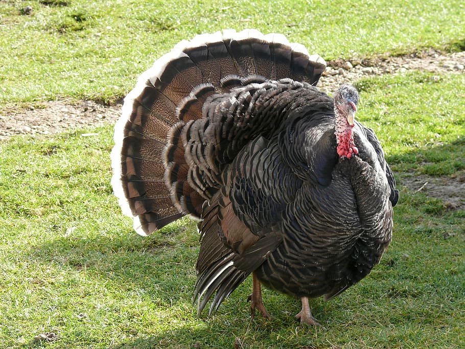 black turkey on green grass, hungary, nature, animal, farm, poultry, HD wallpaper
