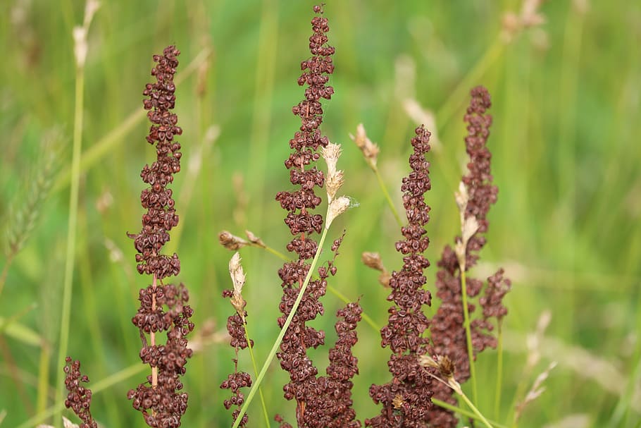 Grass, Field, Nature, Summer, Plant, natural, landscape, outdoor HD wallpaper