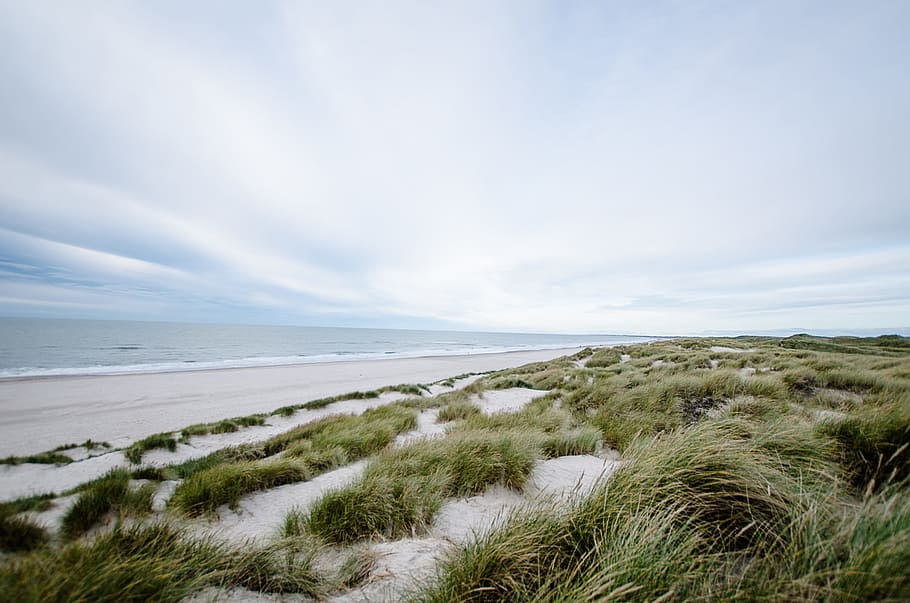 Green Reed on White Sand Shore Beach, clouds, grass, island, landscape HD wallpaper