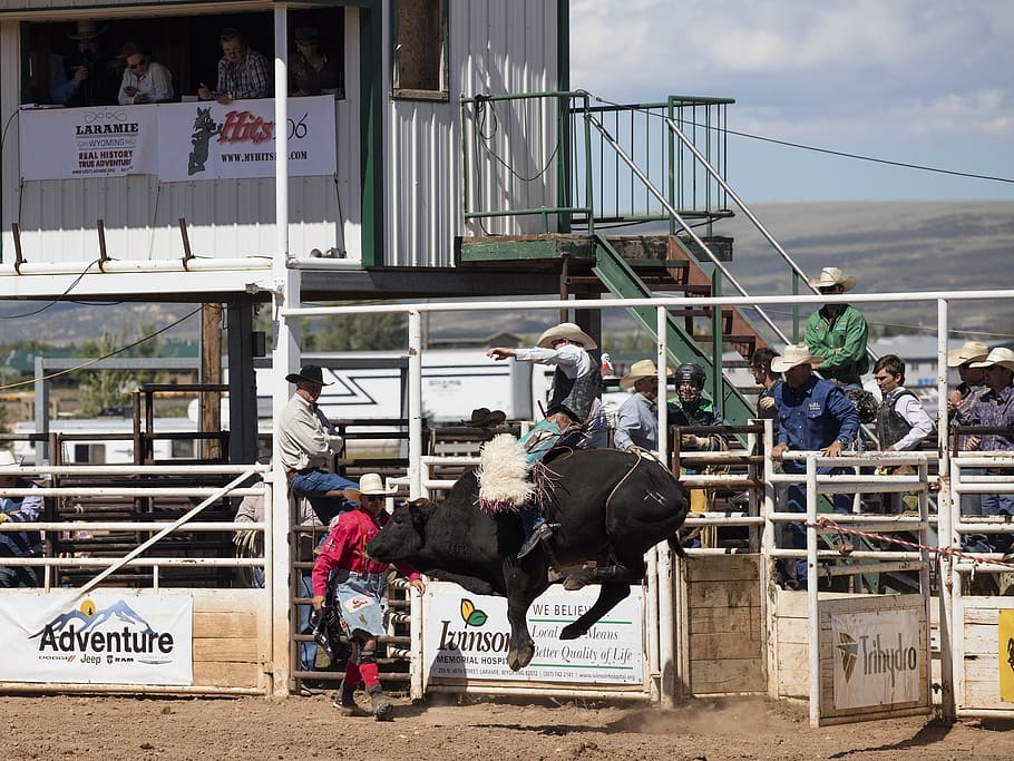 cowboys, bull rider, rodeo, man, bucking, action, arena, sport, HD wallpaper