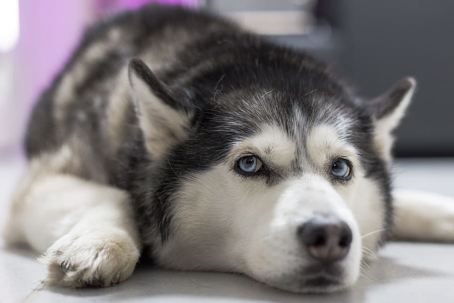 selective focus photography of adult Siberian husky, dog, animal