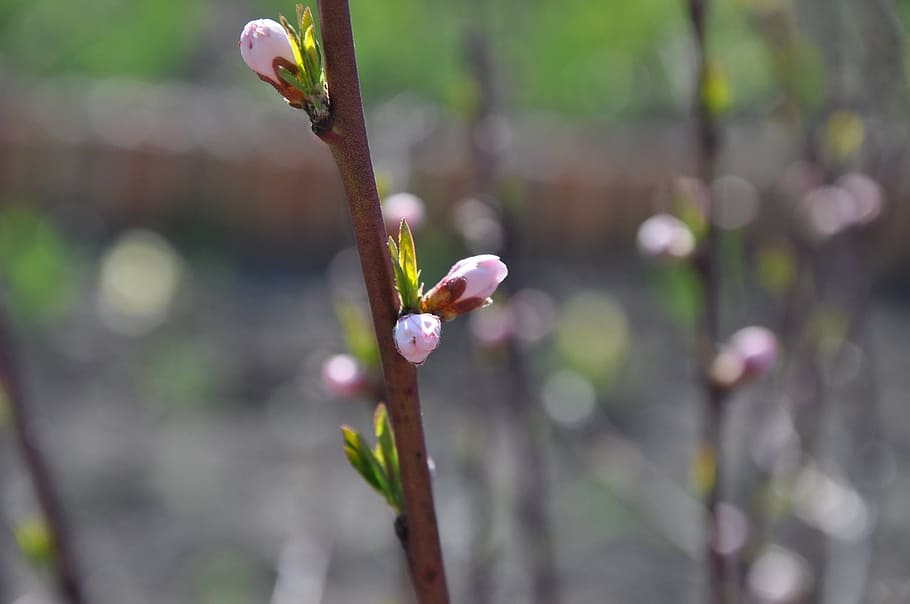 Garden, Bloom, Tree, Beautiful, Spring, flower, growth, nature HD wallpaper