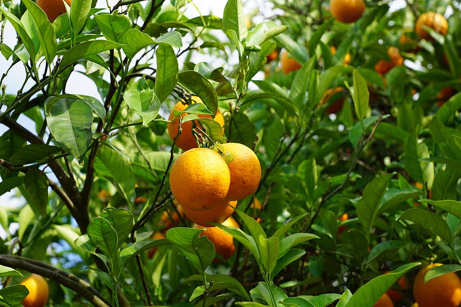 person showing orange fruits, mandarin, tree, citrus fruits, mediterranean, HD wallpaper