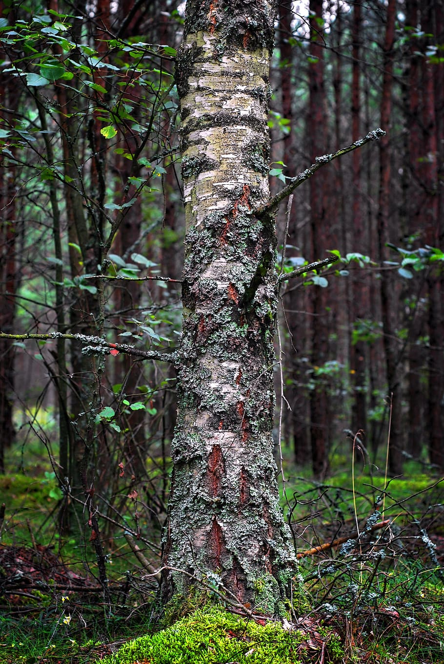 birch, forest, the bark, tree, nature, plant, trunk, tree trunk HD wallpaper
