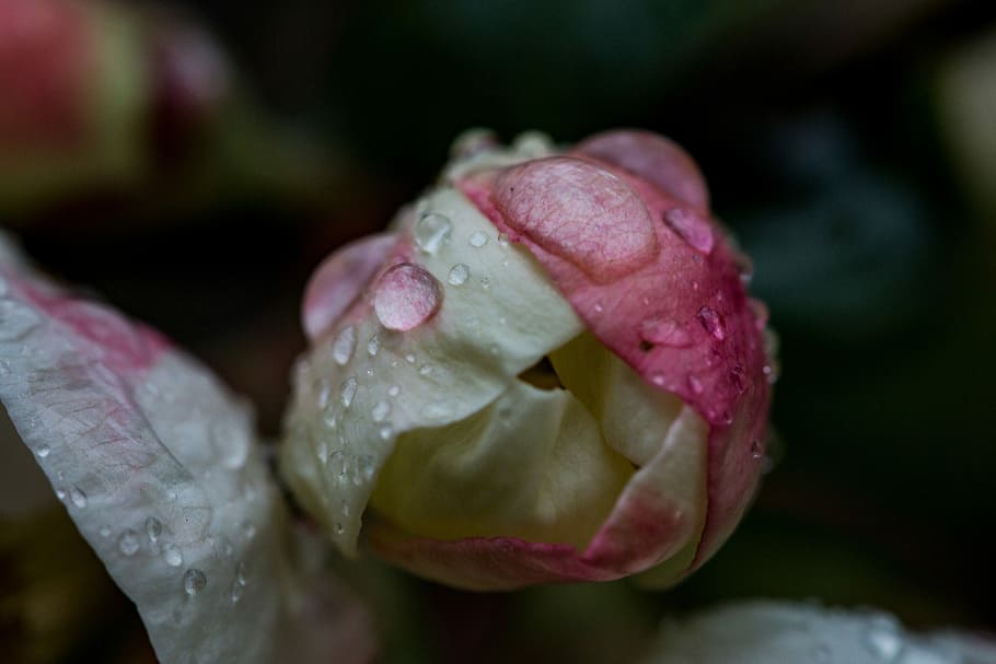 Spring, Flower, Blossom, Bloom, bud, rain, garden, nature, plant HD wallpaper