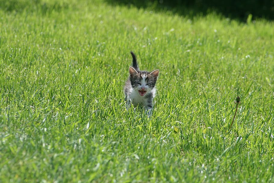 gray tabby kitten running on grass at daytime, cat, cute, pets HD wallpaper