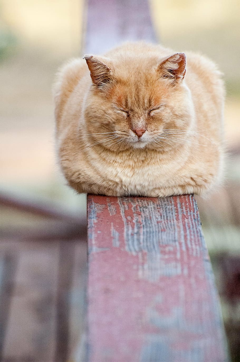 photo of sleeping cat on brown wooden baluster during daytime HD wallpaper