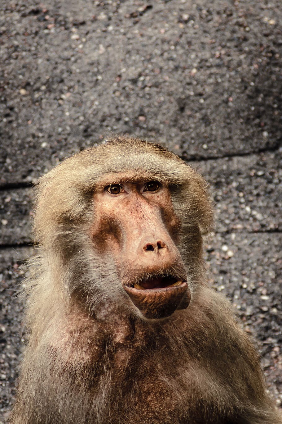 baboon, papio, hamadryas, monkey, old world monkey, primates HD wallpaper