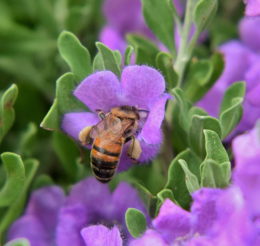 bee, honey bee, pollen, pollinate, pollination, pollinating HD wallpaper