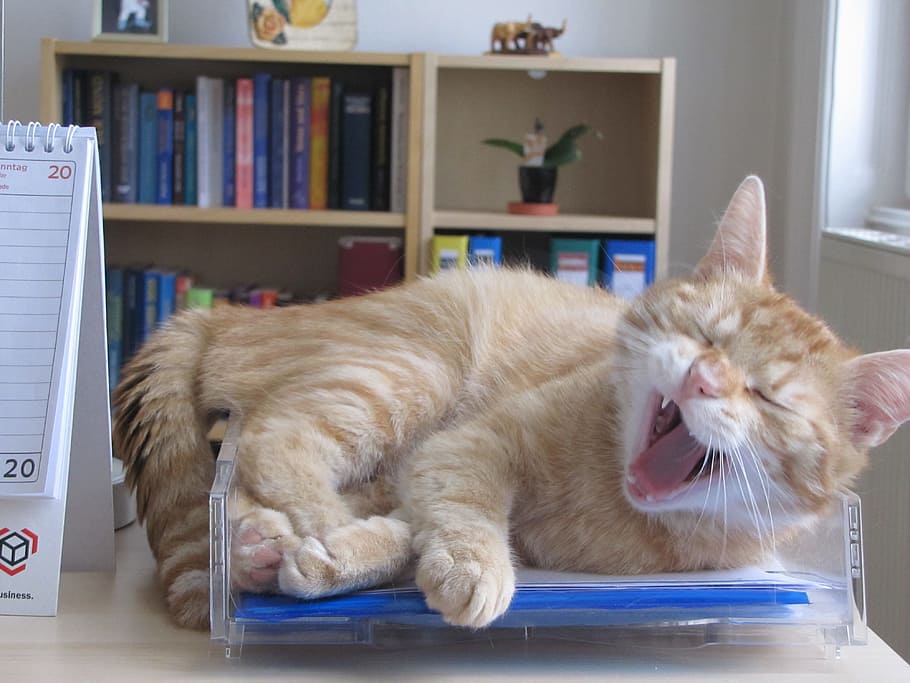 orange cat lying on file rack, pet, animal, domestic, domestic cat HD wallpaper
