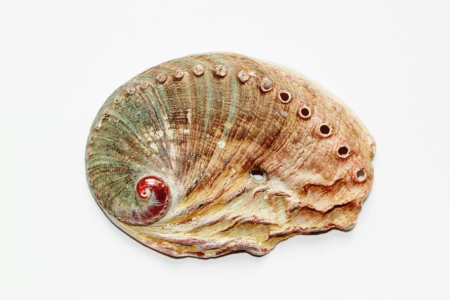 brown and gray seashell, snail, close, abalone, abaloneschnecke, HD wallpaper
