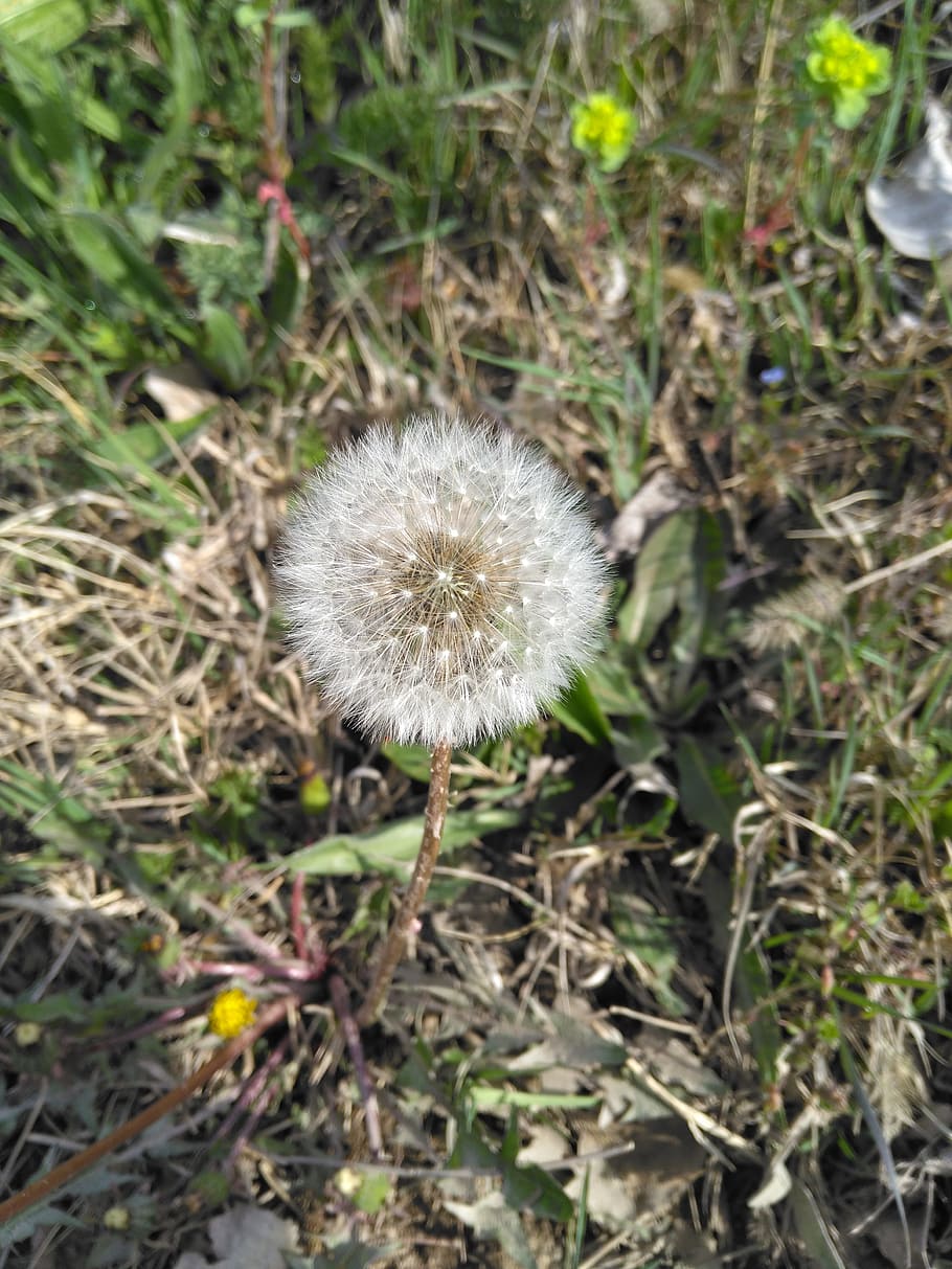 flower, spring, ot, plant, fragility, freshness, vulnerability HD wallpaper