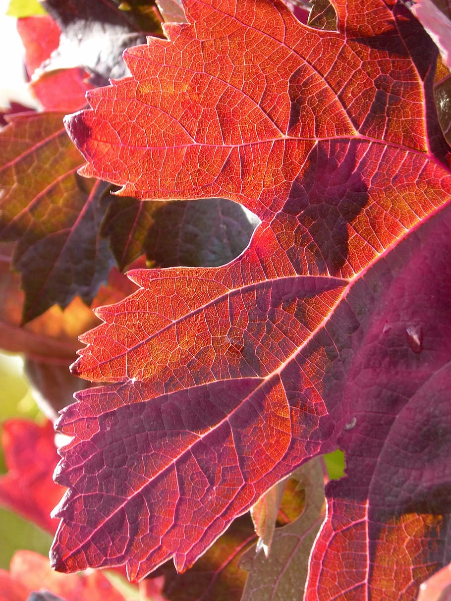 Red Leaf, Vine, vine leaf, october, backlight, autumn, change HD wallpaper
