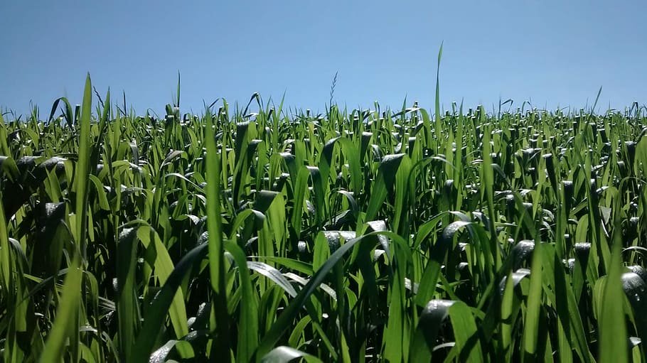 Corn, Agriculture, Crop, cereal plant, growth, farm, field HD wallpaper
