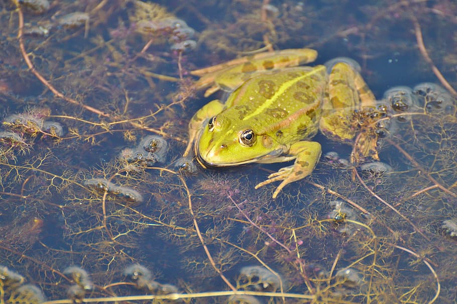 Frog, Garden Pond, Water, aquatic animal, water frog, frog pond, HD wallpaper