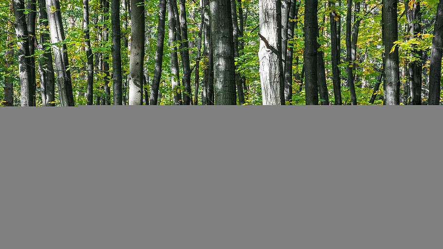 forest, tree, autumn, foliage, beech, colored, nature, landscape HD wallpaper