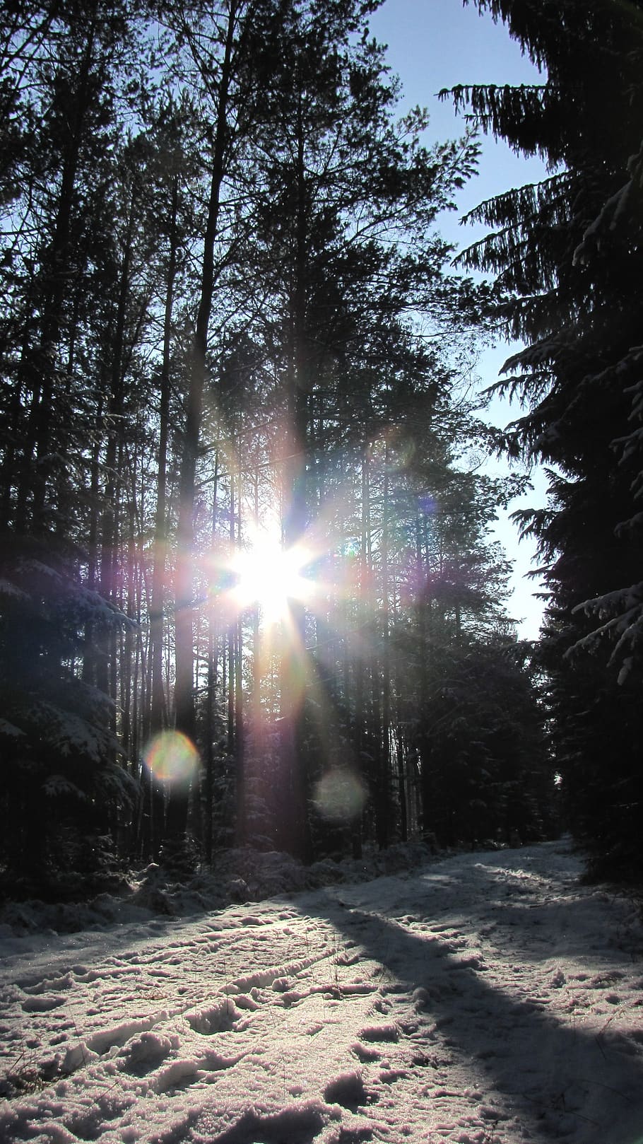 winter, backlighting, forest, sunlight, sunshine, cross, winter sun HD wallpaper