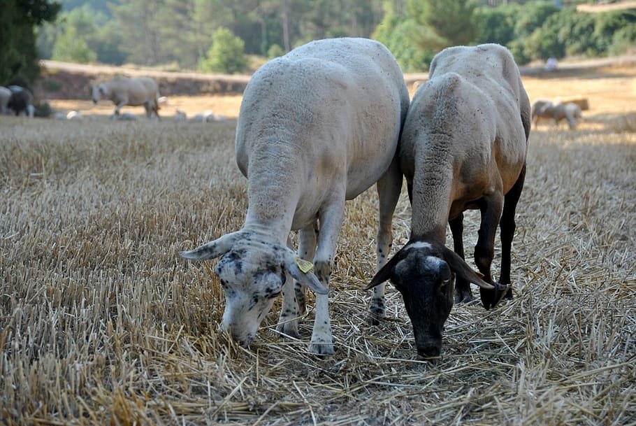 sheep, goat, nature, flock, farm, animal, farm animal, wool HD wallpaper