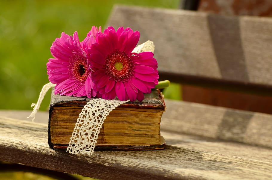 two pink flower on brown covered book, gerbera, blossom, bloom HD wallpaper