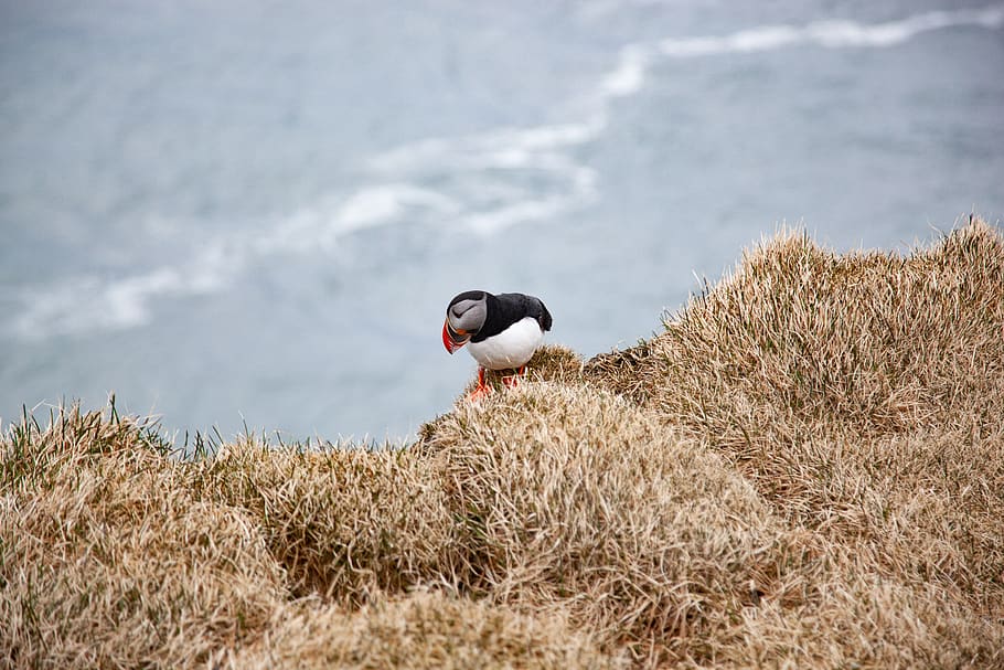 puffin, cliff, animal, bird, looking down, brave, animal themes