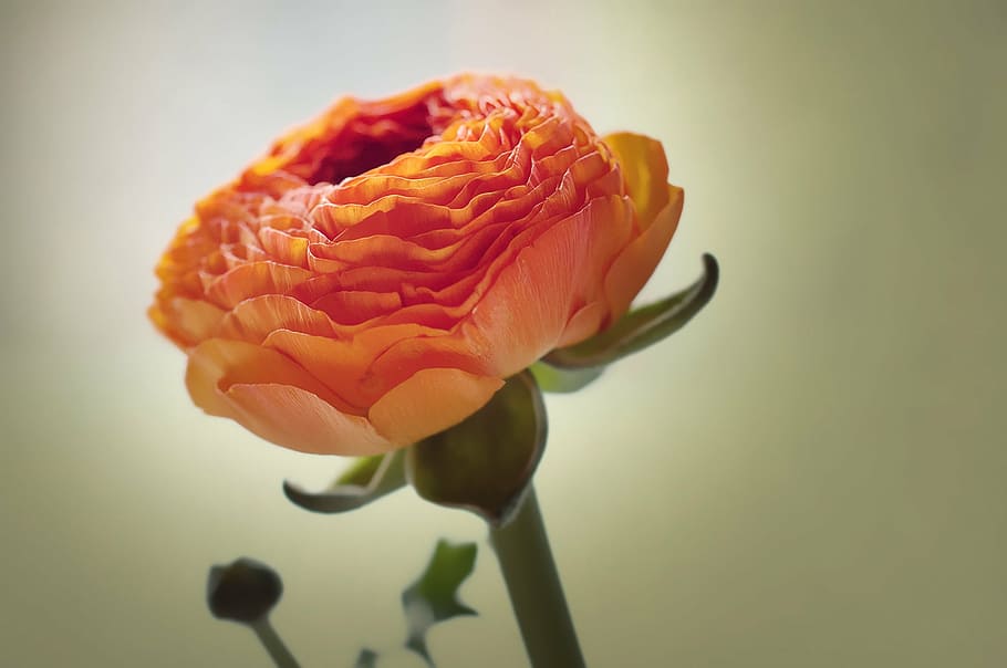 orange cluster flower, ranunculus, blossom, bloom, petals, beautiful HD wallpaper