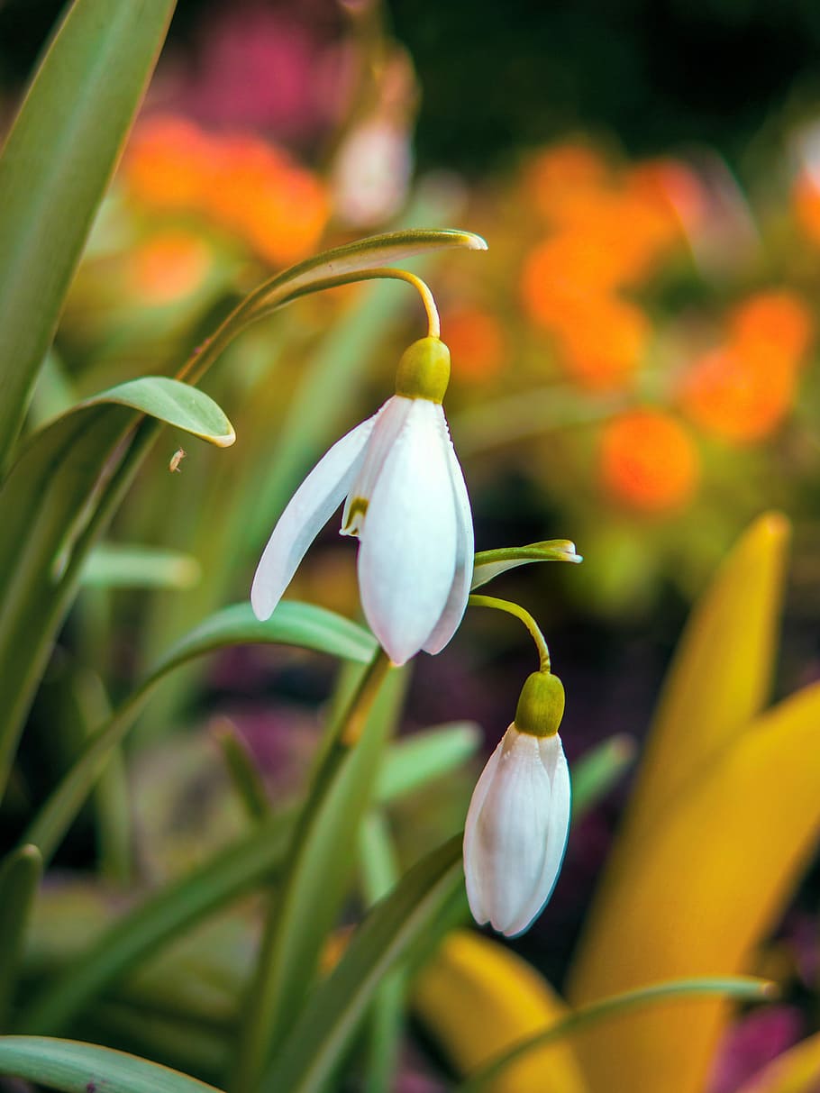 snowdrop, spring, nature, flower, plant, leaf, flowering plant HD wallpaper